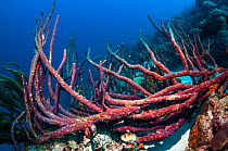 Erect rope sponge (Amphimedon compressa)  Bonaire, Netherlands Antilles, Caribbean, Atlantic Ocean.