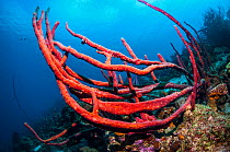 Erect rope sponge (Amphimedon compressa)  Bonaire, Netherlands Antilles, Caribbean, Atlantic Ocean.
