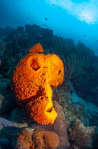 Orange elephant ear sponge (Agelas clathrodes)  Bonaire, Netherlands Antilles, Caribbean, Atlantic Ocean.