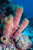 Azure vase sponge (Callyspongia plicifera)  Bonaire, Netherlands Antilles, Caribbean, Atlantic Ocean.