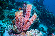 Azure vase sponge (Callyspongia plicifera)  Bonaire, Netherlands Antilles, Caribbean, Atlantic Ocean.