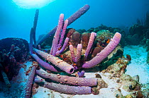Stove-pipe sponges (Aplysina archeri)  Bonaire, Netherlands Antilles, Caribbean, Atlantic Ocean.