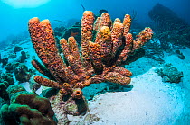 Convoluted barrel sponge (Aplysina lacunosa)  Bonaire, Netherlands Antilles, Caribbean, Atlantic Ocean.