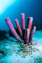 Stove-pipe sponge (Aplysina archeri)  Bonaire, Netherlands Antilles, Caribbean, Atlantic Ocean.