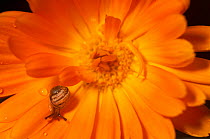 Garden snail (Helix aspersa) baby on Marigold flower,  UK.