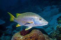 Schoolmaster fish (Lutjanus apodus)  Bonaire, Netherlands Antilles, Caribbean, Atlantic Ocean.