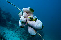 Large sea squirt (Didemnum molle) growing on a sea whip.  Mabul, Malaysia.  Indo-Pacific.