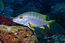 Schoolmaster fish (Lutjanus apodus)  Bonaire, Netherlands Antilles, Caribbean, Atlantic Ocean.