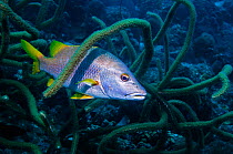 Schoolmaster fish (Lutjanus apodus) with soft corals.  Bonaire, Netherlands Antilles, Caribbean, Atlantic Ocean.