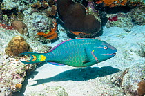 Stoplight parrotfish (Sparisoma viride) terminal phase.  Bonaire, Netherlands Antilles, Caribbean, Atlantic Ocean.