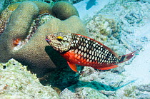 Stoplight parrotfish (Sparisoma viride) initial phase.  Bonaire, Netherlands Antilles, Caribbean, Atlantic Ocean.