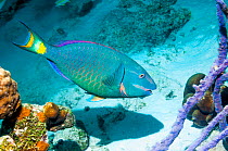 Stoplight parrotfish (Sparisoma viride) terminal phase.  Bonaire, Netherlands Antilles, Caribbean, Atlantic Ocean.