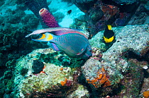 Stoplight parrotfish (Sparisoma viride), terminal phase, grazing on coral rock, shadowed by a Trumpetfish (Aulostomus maculatus) next to a Rocky beauty (Holacanthus tricolor)  Bonaire, Netherlands Ant...