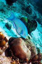 Queen parrotfish (Scarus vetula), terminal phase.  Male grazing on coral rock.  Bonaire, Netherlands Antilles, Caribbean, Atlantic Ocean.