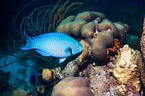 Queen parrotfish (Scarus vetula), terminal phase male,  Bonaire, Netherlands Antilles, Caribbean, Atlantic Ocean.