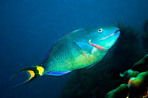 Stoplight parrotfish (Sparisoma viride), terminal phase, super male. Bonaire, Netherlands Antilles, Caribbean, Atlantic Ocean.