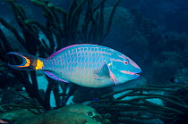 Stoplight parrotfish (Sparisoma viride)  terminal phase.  Bonaire, Netherlands Antilles, Caribbean, Atlantic Ocean.