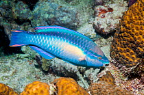 Princess parrotfish (Scarus taeniopterus) terminal phase.  Bonaire, Netherlands Antilles, Caribbean, Atlantic Ocean.