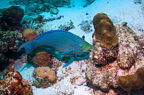 Queen parrotfish (Scarus vetula), terminal phase, grazing on coral.  Bonaire, Netherlands Antilles, Caribbean, Atlantic Ocean.