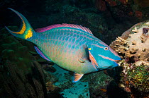 Stoplight parrotfish (Sparisoma viride), super male (will always remain male), terminal phase.  Bonaire, Netherlands Antilles, Caribbean, Atlantic Ocean.