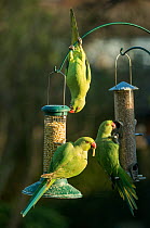 Rose-ringed or ring-necked parakeets (Psittacula krameri) on bird feeders in urban garden.  London, UK, February.