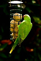 Rose-ringed or ring-necked parakeets (Psittacula krameri) on bird feeders in urban garden.  London, UK, February.