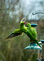 Rose-ringed or ring-necked parakeets (Psittacula krameri) squabbling on bird feeders in urban garden.  London, UK, February.