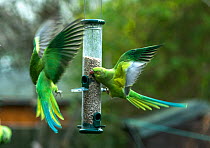 Rose-ringed or ring-necked parakeets (Psittacula krameri) squabbling on bird feeders in urban garden.  London, UK, February.