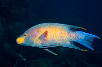 Spanish hogfish (Bodianus rufus)  Bonaire, Netherlands Antilles, Caribbean, Atlantic Ocean.