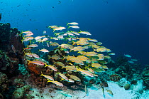 Mixed school of Yellow goatfish (Mulloidichthys martinicus) and Smallmouth grunts (Haemulon chrysargyreum)  Bonaire, Netherlands Antilles, Caribbean, Atlantic Ocean.