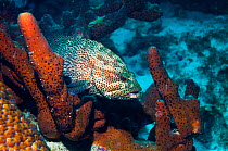 Graysby fish (Cephalopholis cruentatus) lying on Brown tube sponge (Agelas conifera)  Bonaire, Netherlands Antilles, Caribbean