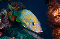 Bluestriped grunt (Haemulon sciurus)  Bonaire, Netherlands Antilles, Caribbean, Atlantic Ocean.