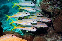 Yellow goatfish (Mulloidichthys martinicus) small shoal,  Bonaire, Netherlands Antilles, Caribbean, Atlantic Ocean.