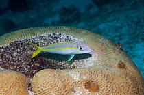Yellow goatfish (Mulloidichthys martinicus)  Bonaire, Netherlands Antilles, Caribbean, Atlantic Ocean.