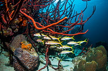Yellow goatfish (Mulloidichthys martinicus) sheltering under a Erect rope sponge (Amphimedon compressa)  Bonaire, Netherlands Antilles, Caribben, Atlantic Ocean.