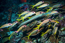 Yellow goatfish (Mulloidichthys martinicus) hunting over coral reef, with a  Trumpetfish (Aulostomus maculatus) joining in.  Bonaire, Netherlands Antilles, Caribbean, Atlantic Ocean.