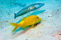 Cigar wrasse (Cheilio inermis) following a Yellowsaddle goatfish (Parupeneus cyclostomus) hunting for food.  Egypt, Red Sea.