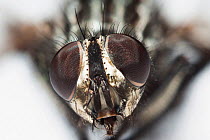 Flesh fly (Sarcophaga carnaria), close up showing compound eyes.  UK.
