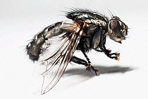 Flesh fly (Sarcophaga carnaria)  UK.