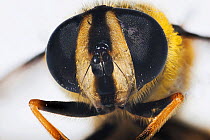Drone Fly (Eristalis tenax), close up of compound eyes.  UK.