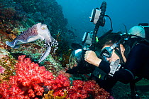Broadclub cuttlefish (Sepia latimanus) with a female scuba diver taking its picture.  Indonesia.