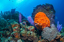 Coral reef scenery with Orange elephant ear sponge (Agelas clathrodes), Stove-pipe sponge (Aplysina archeri) and Azure vase sponge (Callyspongia plicifera)  Bonaire, Netherlands Antilles, Caribbean, A...