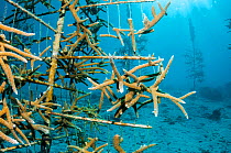 Coral line nursery with Acropora corals grown to reintroduce to the  Bonaire, Netherlands Antilles, Caribbean, Atlantic Ocean.