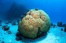 Porites coral, stony coral boulders.  Egypt, Red Sea.