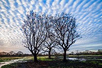 Altocumulus undulatus cloud formations and Oak (Quercus) trees.  Epping Forest, London, UK, January.