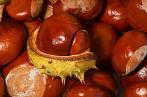 Horse chestnuts (Aesculus hippocastanum) conkers, UK.