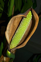Cheese plant or Mexican bread plant.  (Monstera deliciosa) flower with developing fruit.