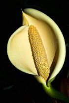 Cheese plant or Mexican bread plant (Monstera deliciosa) flowers.