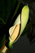 Cheese plant or Mexican bread plant (Monstera deliciosa) flowers.