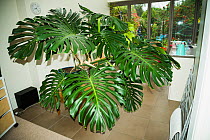 Cheese plant or Mexican bread plant.  (Monstera deliciosa)  in house.